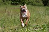 AMSTAFF ADULT 464